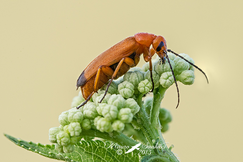quale Coleoptera ? Zonitis flava