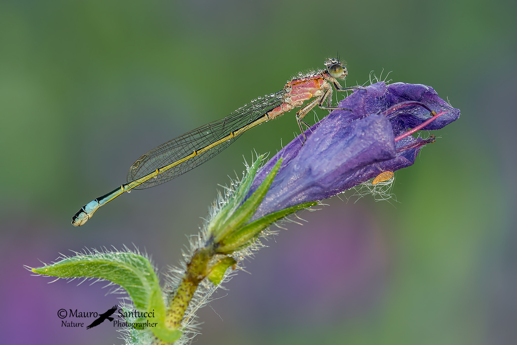 Ischnura elegans (femmina immatura f. rufescens)