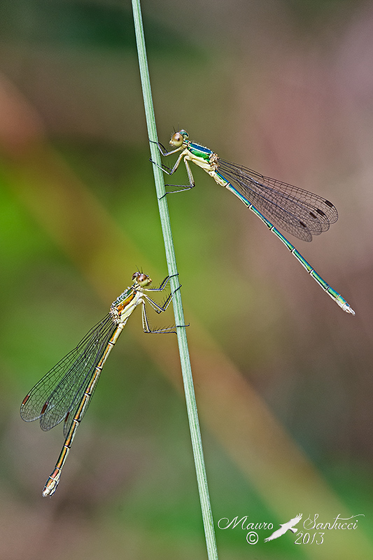Lestes barbarus maschio e femmina ? no, L. virens vestalis
