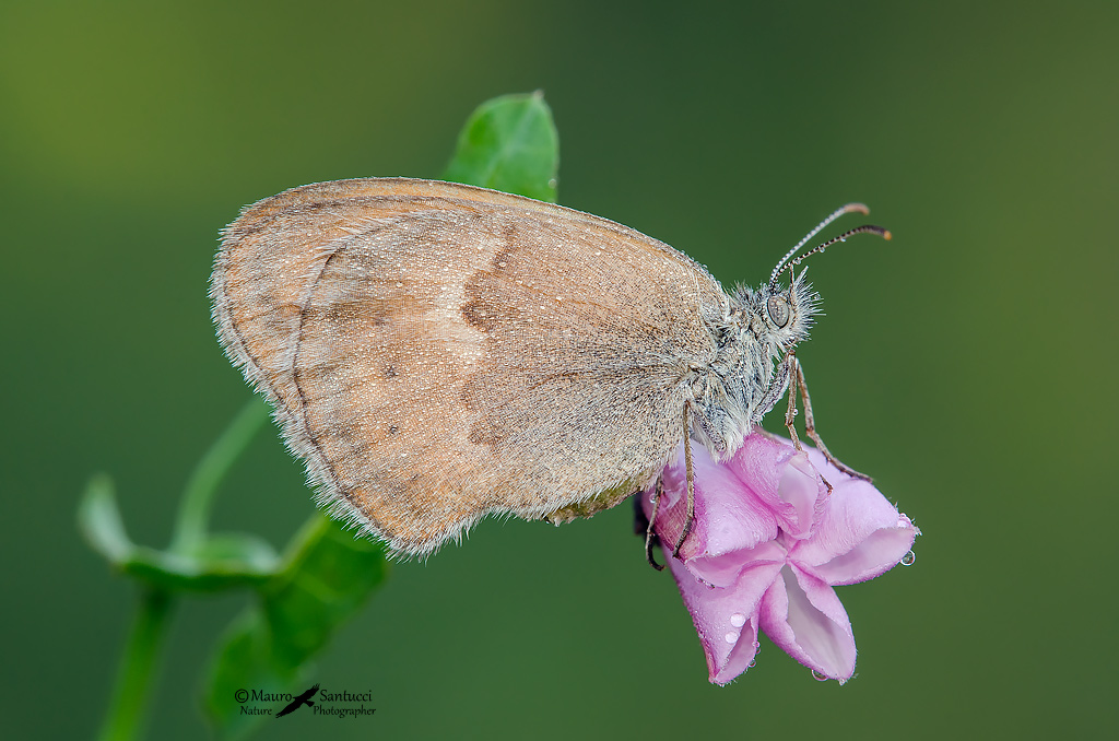 Maniola jurtina? No, Coenonympha pamphilus