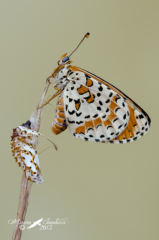 identificazione crisalide