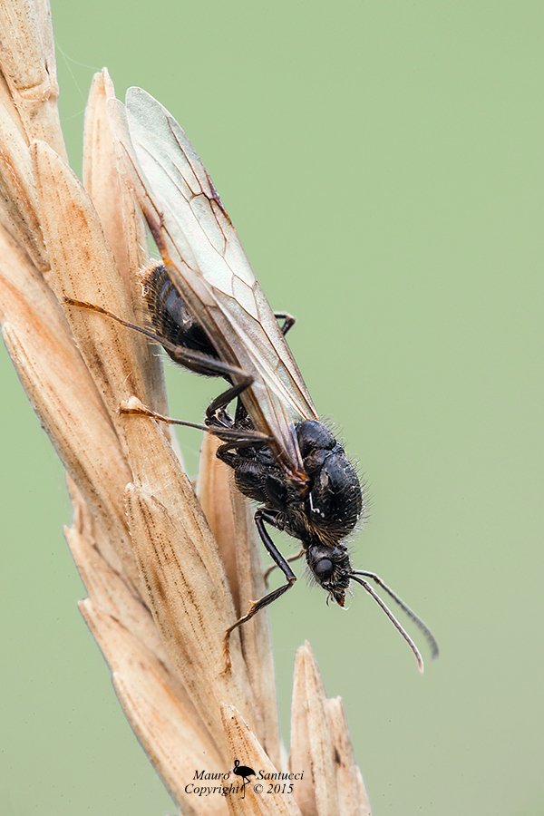 maschio di Messor sp.