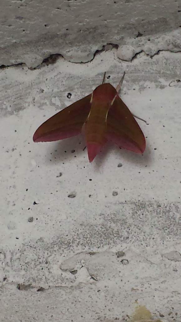 quale ID ? Deilephila elpenor, Sphingidae
