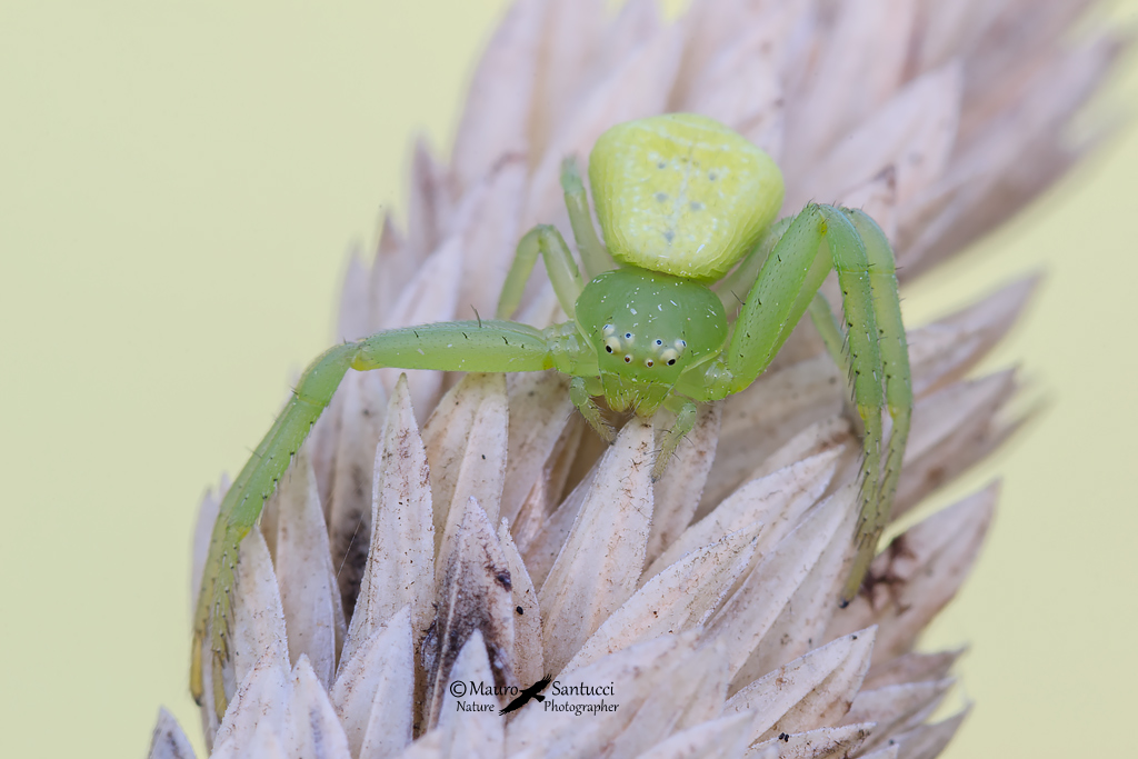 Thomisidae:  Ebrechtella tricuspidata, femmina  - Norma (LT)