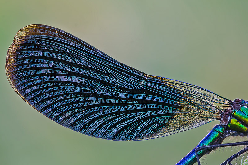 Calopteryx virgo ?
