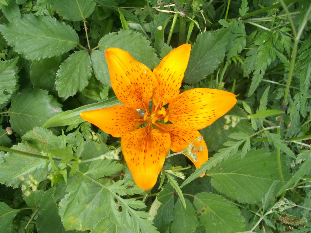Lilium bulbiferum subsp. croceum