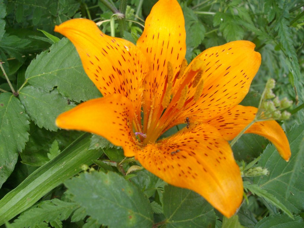 Lilium bulbiferum subsp. croceum