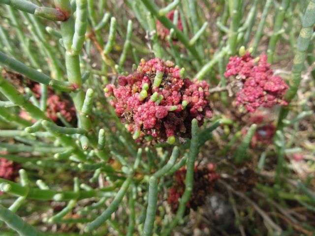 Salicornia con patogeno?