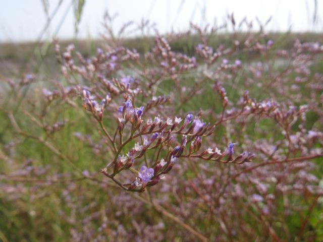 Limonium narbonense (Plumbaginaceae)