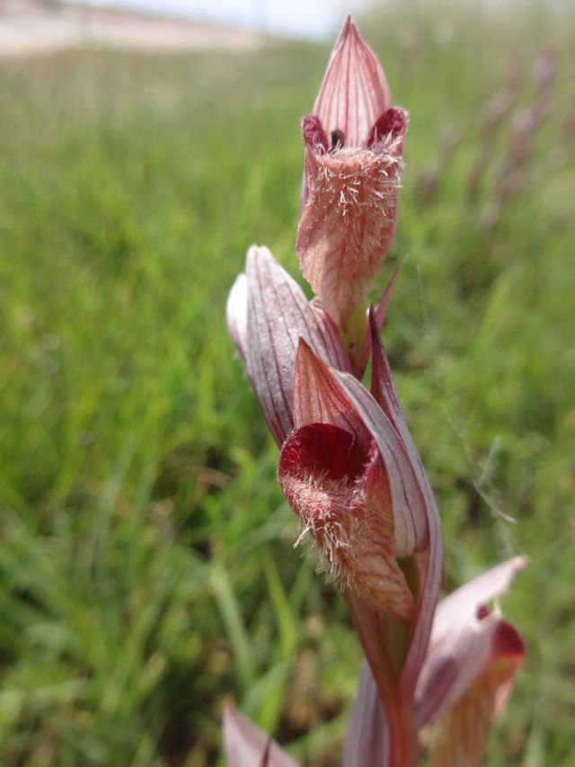 Serapias Bergonii?