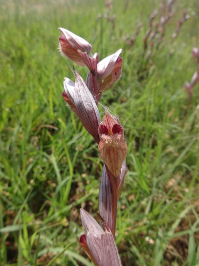 Serapias Bergonii?