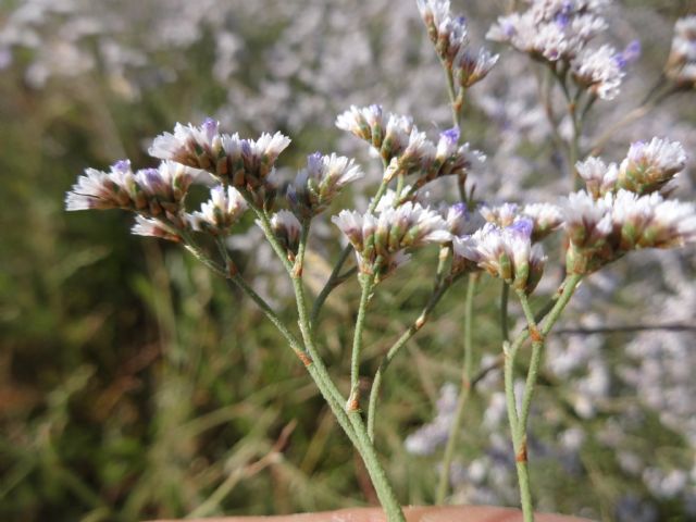 Limonium narbonense (Plumbaginaceae)