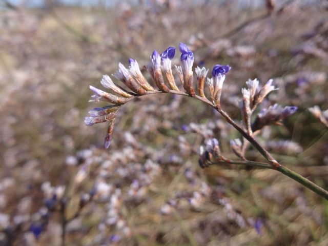 Limonium narbonense (Plumbaginaceae)