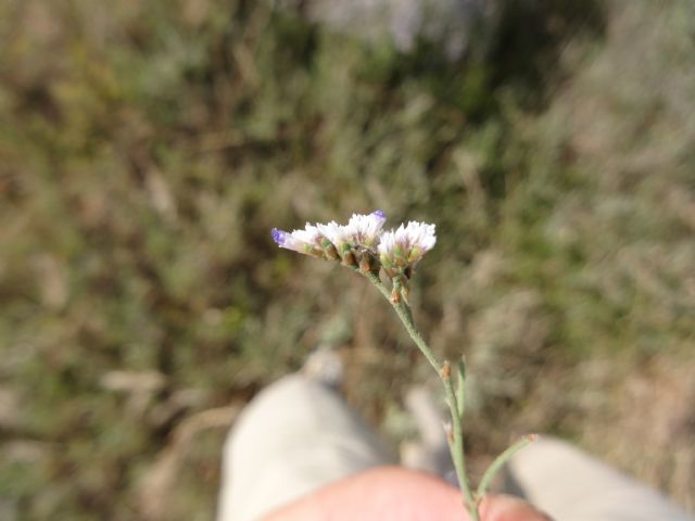 Limonium narbonense (Plumbaginaceae)