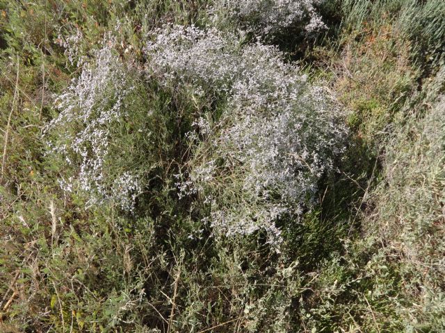 Limonium narbonense (Plumbaginaceae)