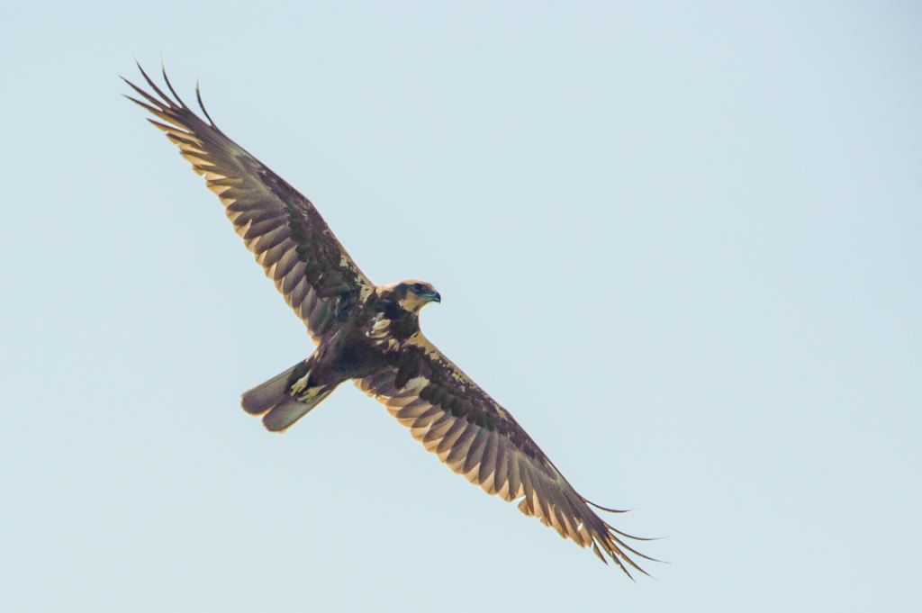 Identificazione rapace