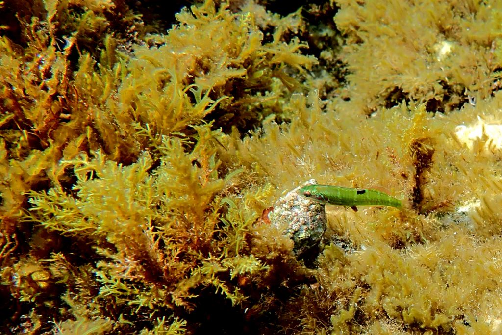 Da Pantelleria: juvenile Thalassoma pavo e Apogon imberbis