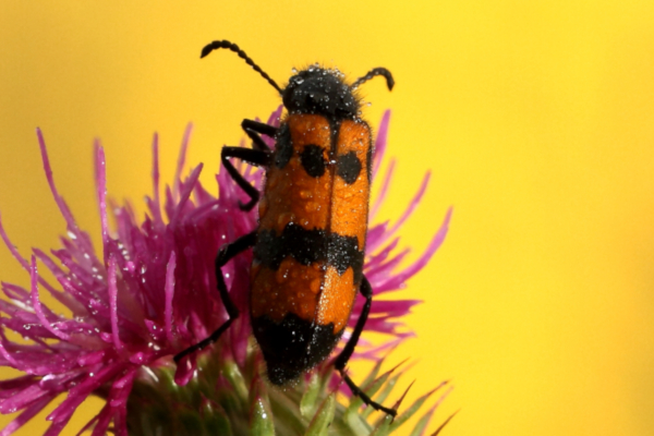 Meloidae: Mylabris variabilis