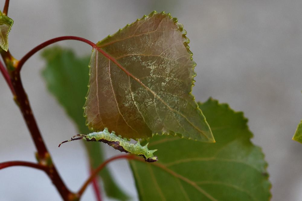 bruco di Cerura vinula (Notodontidae)