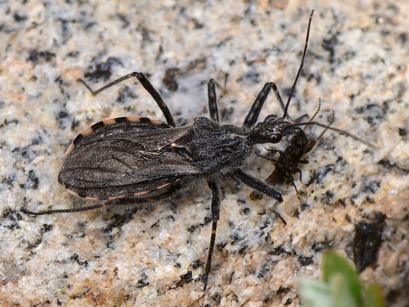 Quattro Reduviidae di Serifos (isole Cicladi)