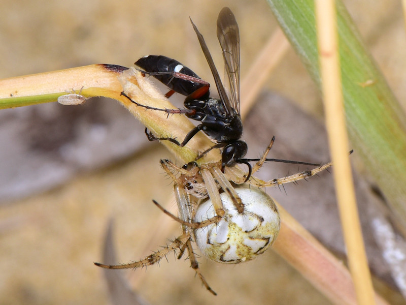 Pompilidae: Episyron rufipes, Serifos, isole Cicladi