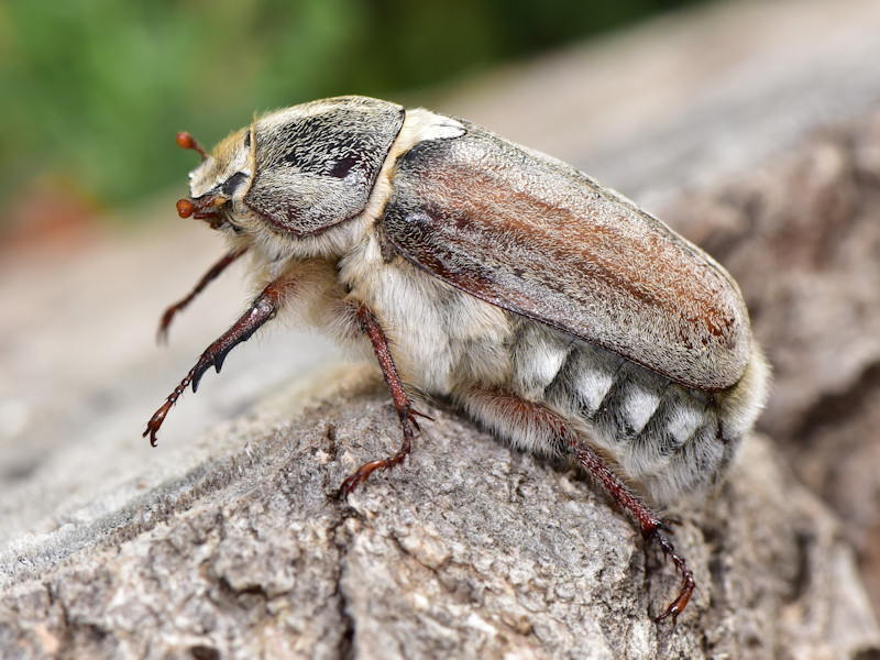 Anoxia? Serifos, isole Cicladi