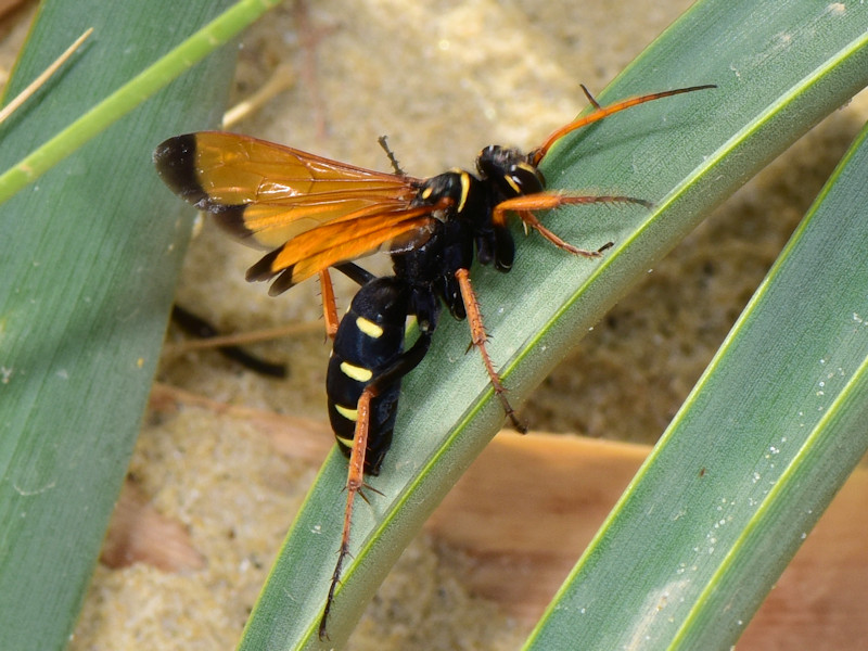 Pompilidae: Batozonellus lacerticida con preda, Serifos, isole Cicladi
