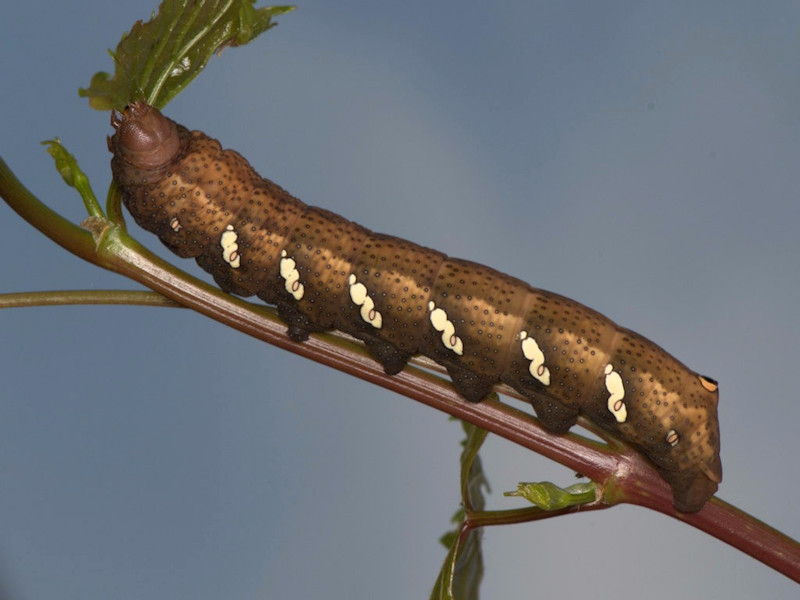 Entomodena, 44a edizione, 19 e 20 Settembre 2015