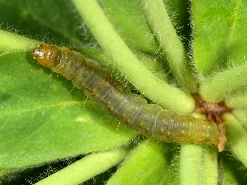 Denticera divisella - Pyralidae Phycitinae