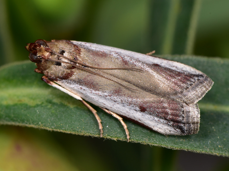 Denticera divisella - Pyralidae Phycitinae