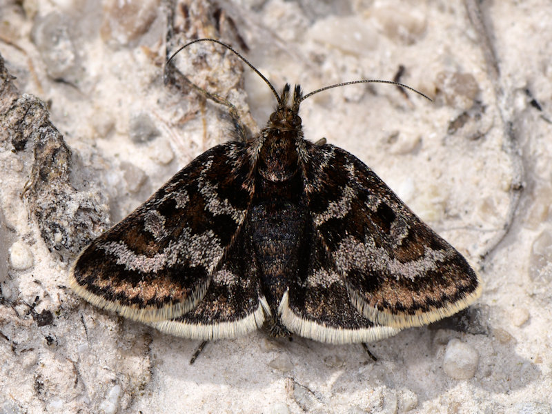 Metaxmeste schrankiana, Crambidae