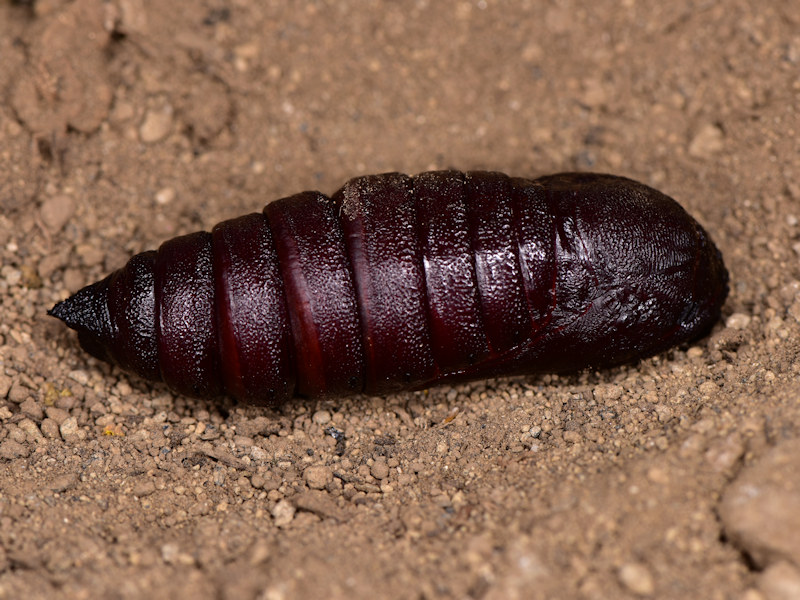Ciclo vitale di Marumba quercus