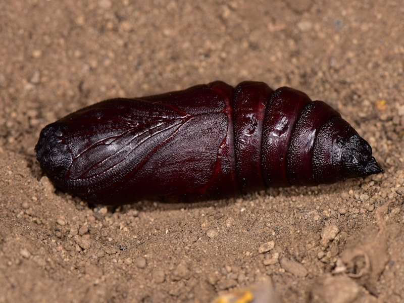 Ciclo vitale di Marumba quercus