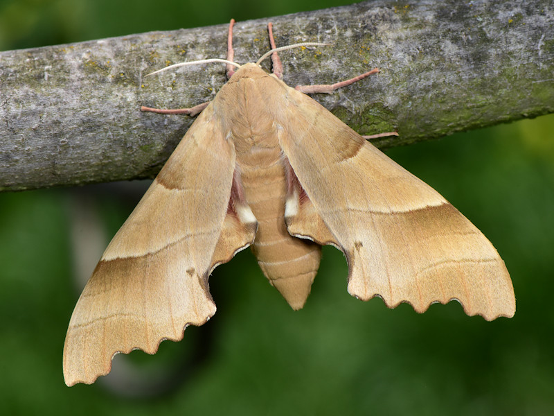 Ciclo vitale di Marumba quercus