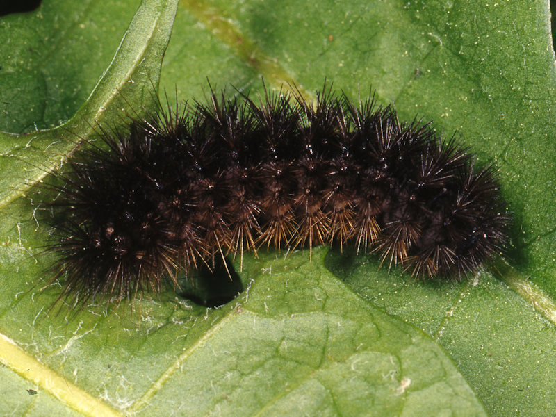 Aiuto id. larva - Chelis maculosa, Erebidae Arctiinae