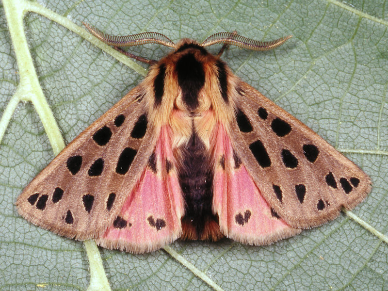 Aiuto id. larva - Chelis maculosa, Erebidae Arctiinae