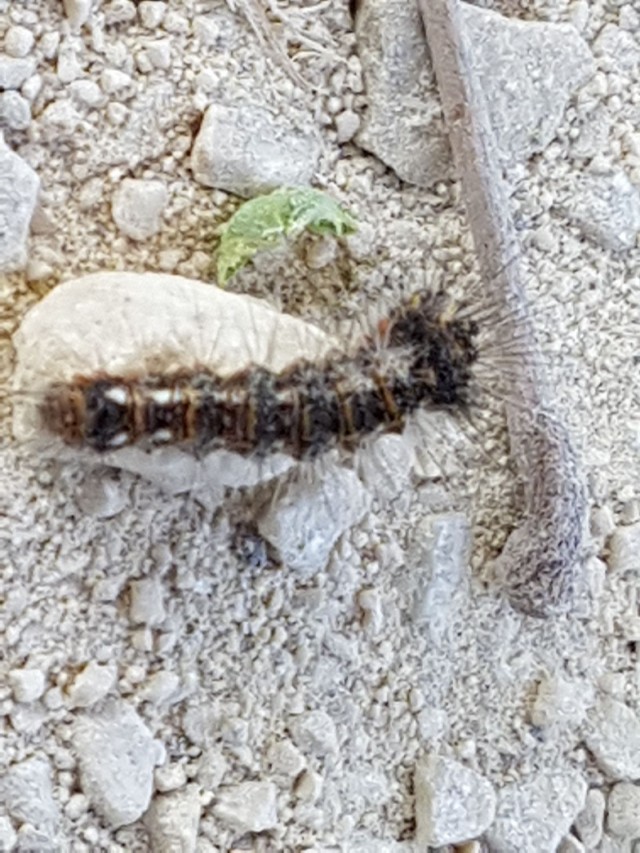 Bruco in cerca di identit - Acronicta (Viminia) rumicis, Noctuidae