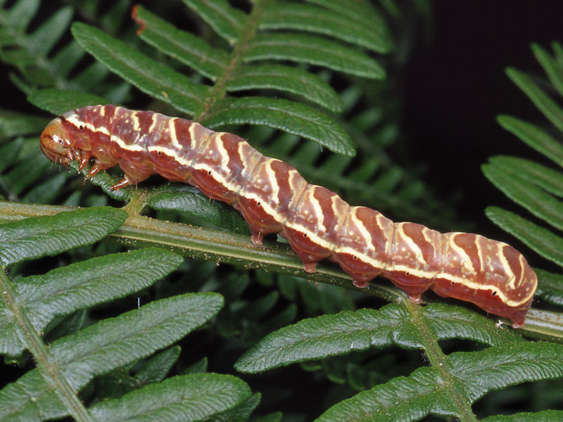 Bruchi predatori di Felci
