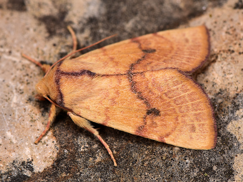 Tiliacea cypreago - Noctuidae