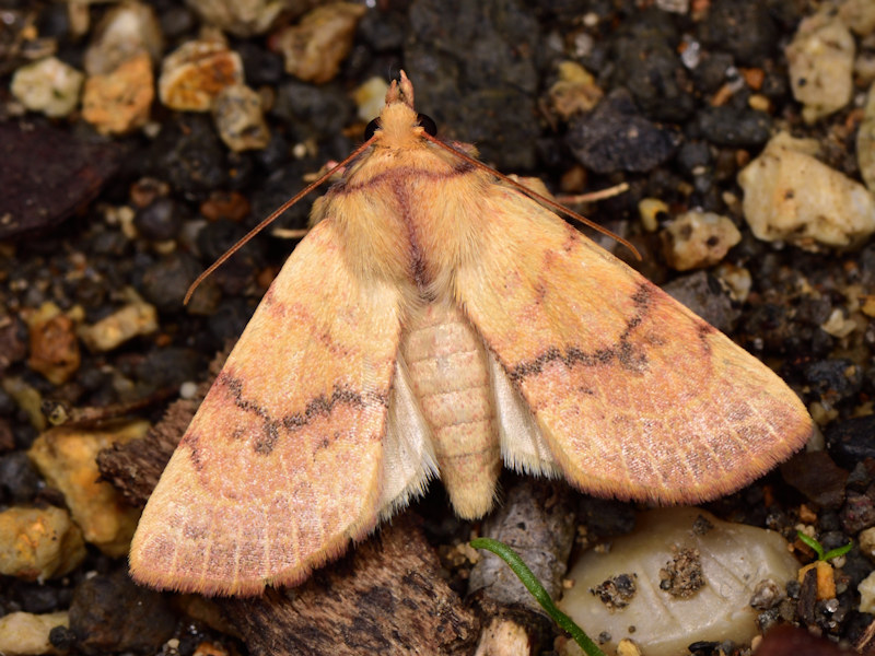 Tiliacea cypreago - Noctuidae