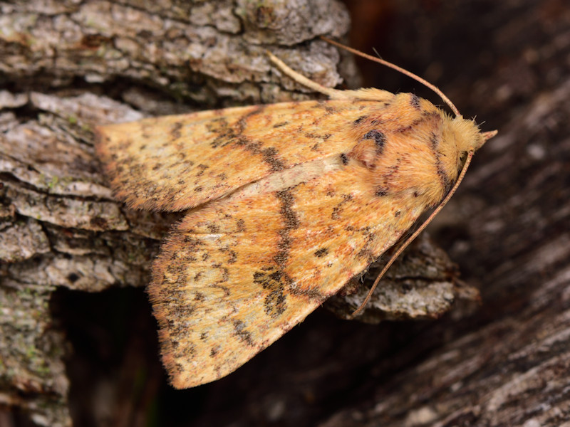 Tiliacea cypreago - Noctuidae