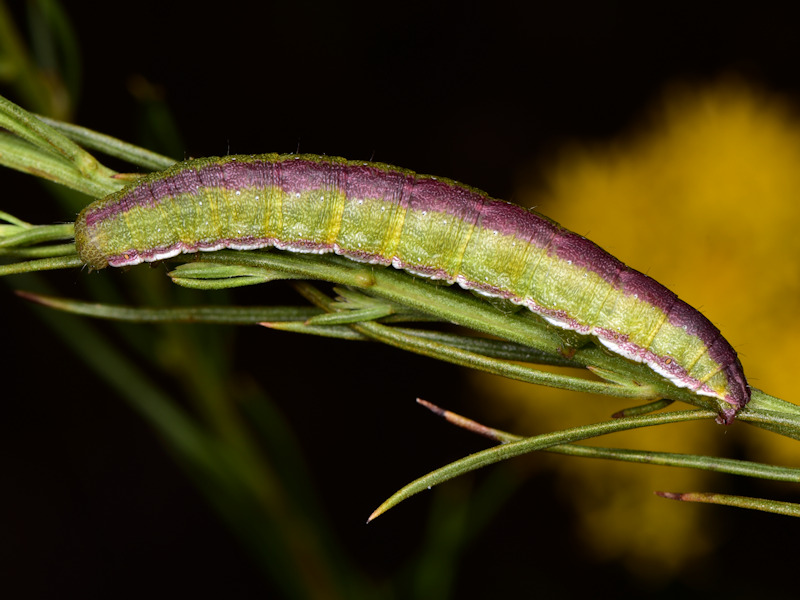 Larve di Cucullia xeranthemi