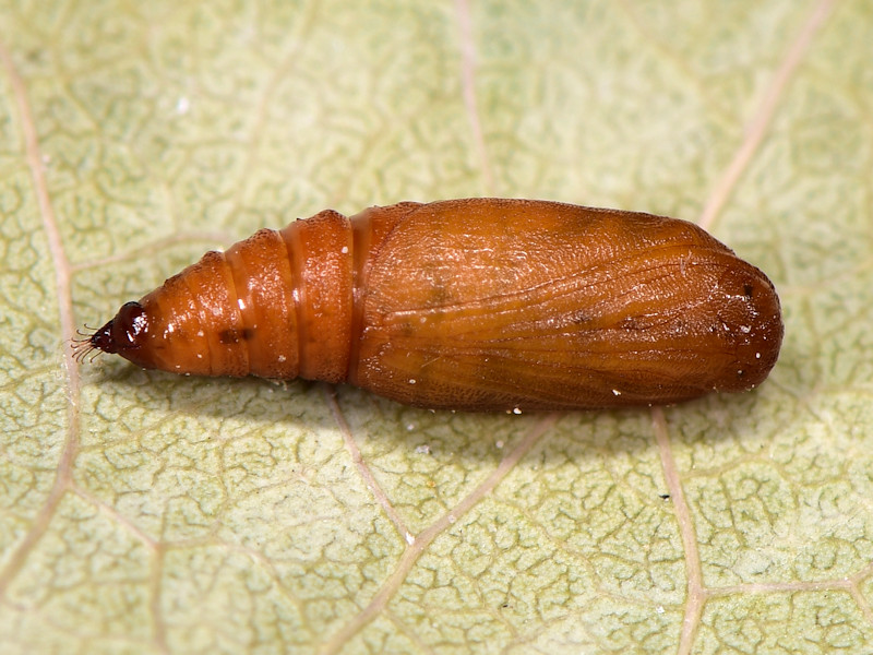 Larve di Eupithecia ultimaria sui tamerici, Peloponneso