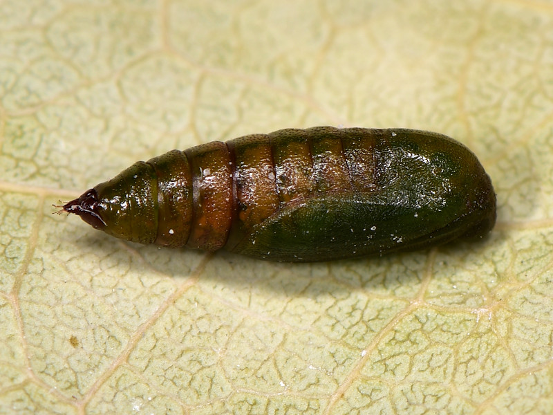 Larve di Eupithecia ultimaria sui tamerici, Peloponneso