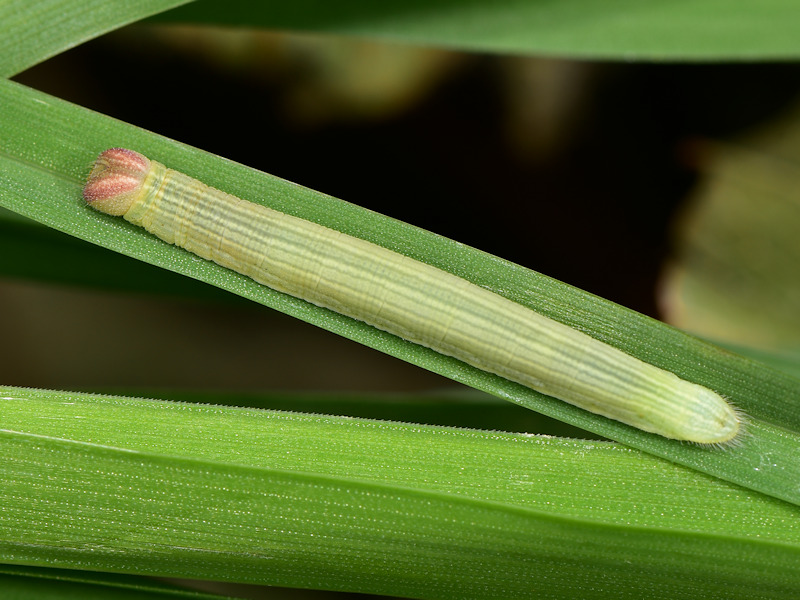 Larva di Gegenes, ma quale?