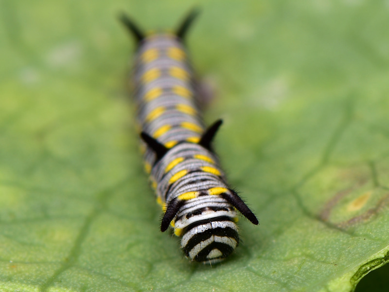 Danaus chrysippus in Grecia; adulti, uovo e larva