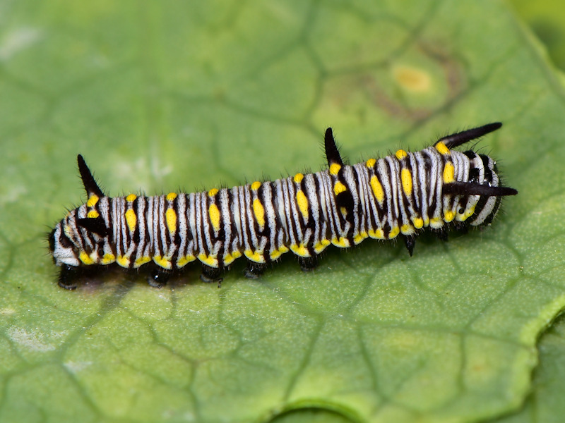 Danaus chrysippus in Grecia; adulti, uovo e larva