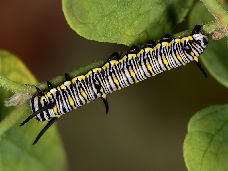 Danaus chrysippus in Grecia; adulti, uovo e larva