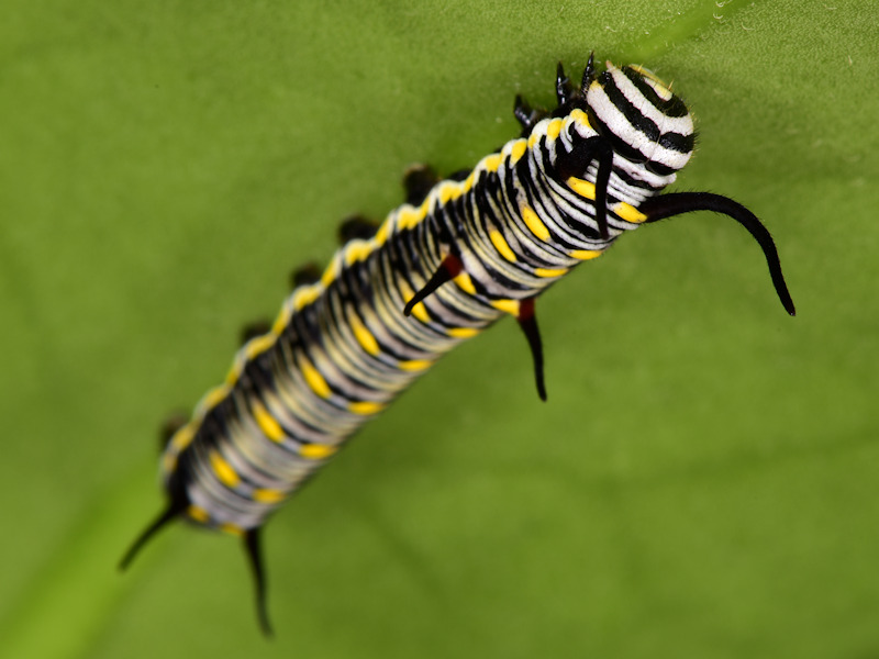 Danaus chrysippus in Grecia; adulti, uovo e larva