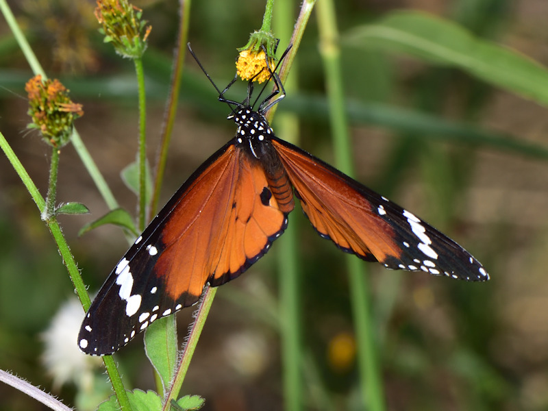 Danaus chrysippus in Grecia; adulti, uovo e larva